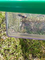 Urocerus flavicornis