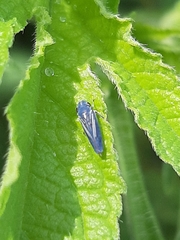 Graphocephala hieroglyphica