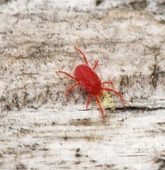 Balaustium