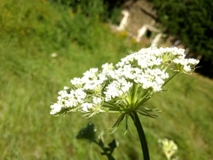 Libanotis pyrenaica