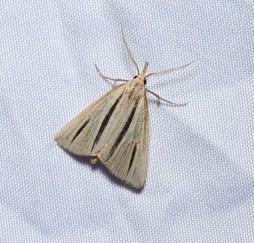 Macrochilo bivittata Grote, 1877