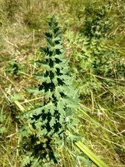 Libanotis pyrenaica