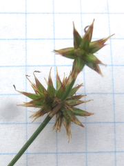 Juncus texanus
