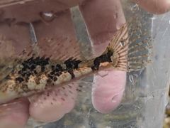 Myoxocephalus aenaeus