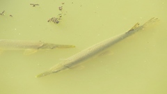 Lepisosteus platostomus