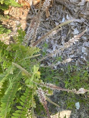 Amorpha herbacea