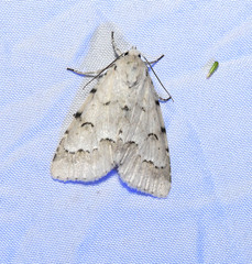 Acronicta innotata