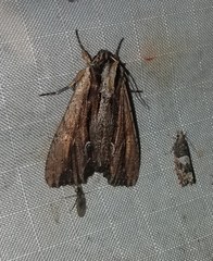 Apamea verbascoides