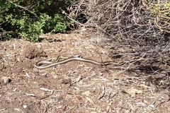 Masticophis lateralis lateralis