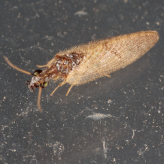 Sympherobius barberi