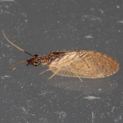 Sympherobius barberi