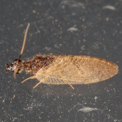 Sympherobius barberi