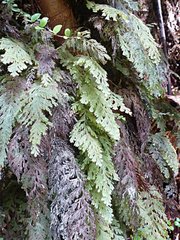 Hymenophyllum frankliniae