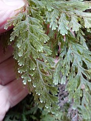 Hymenophyllum frankliniae