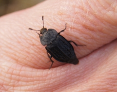 Thanatophilus rugosus