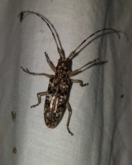 Monochamus marmorator