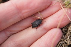 Thanatophilus rugosus