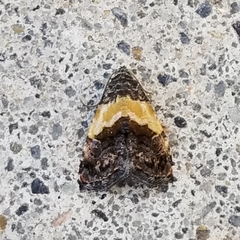 Tripudia balteata