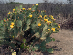 Opuntia discata