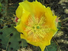 Opuntia discata