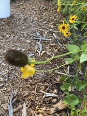 Rudbeckia amplexicaulis