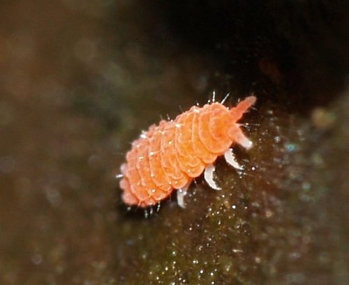 Bilobella braunerae