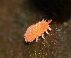 Bilobella braunerae