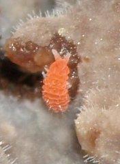 Bilobella braunerae
