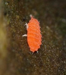 Bilobella braunerae