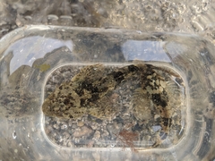 Myoxocephalus aenaeus