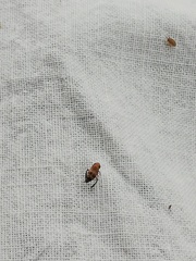 Anoscopus alpinus