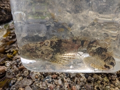 Myoxocephalus aenaeus