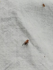 Anoscopus alpinus