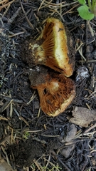 Cortinarius verrucisporus