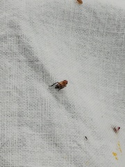 Anoscopus alpinus