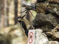 Dendrocopos major canariensis
