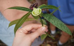 Palicourea glomerulata