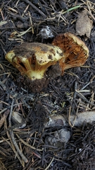 Cortinarius verrucisporus