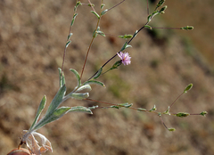 Lessingia nemaclada