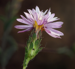Lessingia nemaclada