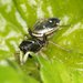 Heliophanus cupreus - Photo (c) portioid,  זכויות יוצרים חלקיות (CC BY-SA), הועלה על ידי portioid
