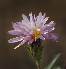 Lessingia nemaclada