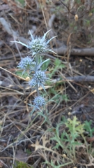 Eryngium dilatatum