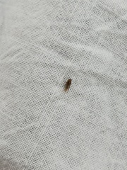 Dicranotropis divergens