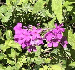 Phlox glaberrima