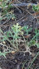 Eryngium dilatatum