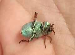 Hoplia argentea