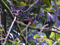 Cantorchilus nigricapillus