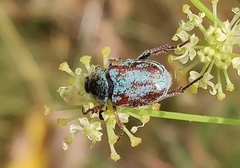 Hoplia argentea