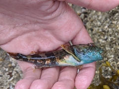 Myoxocephalus aenaeus